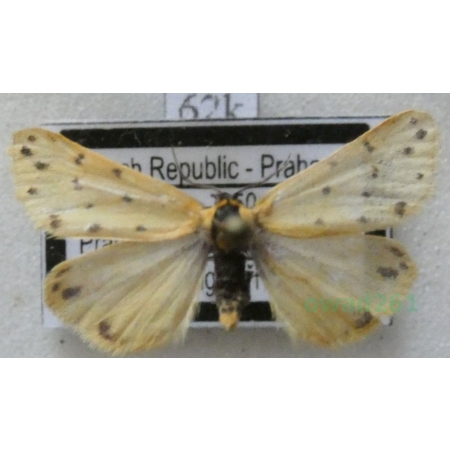 Setina roscida (Denis & Schiffermüller, 1775) Łada kroplica Czech62k